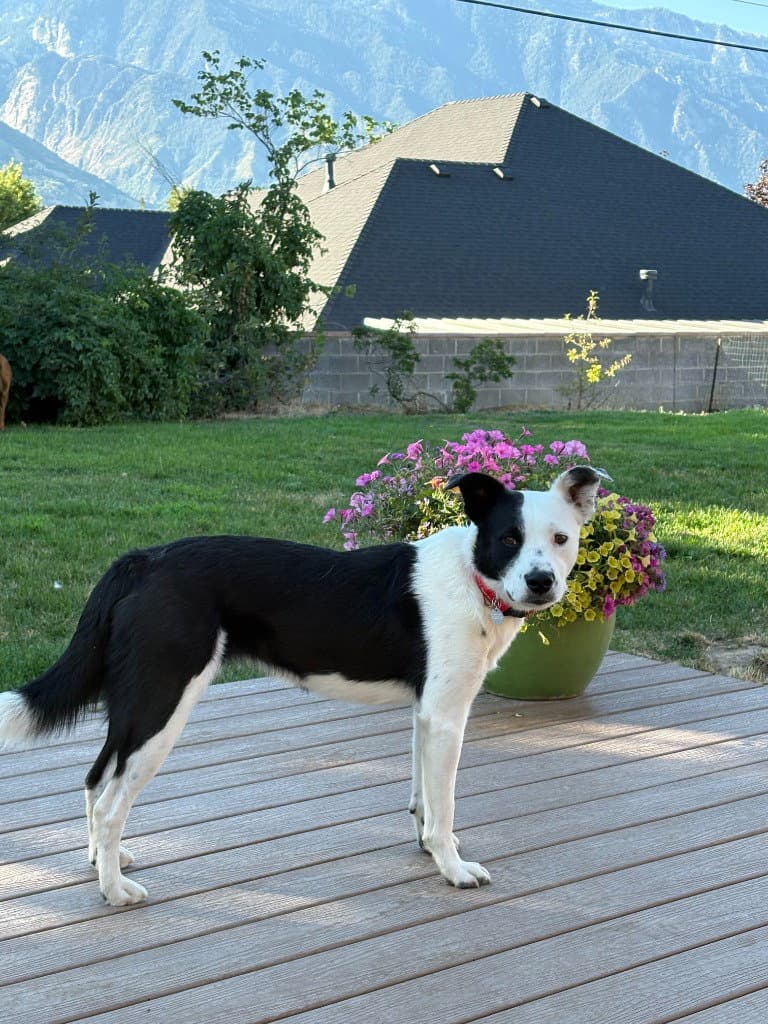 Harley - Border Collie