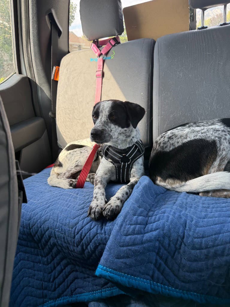 Lucy - Australian Cattle Dog/Blue Heeler