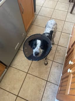 Lucy image 2