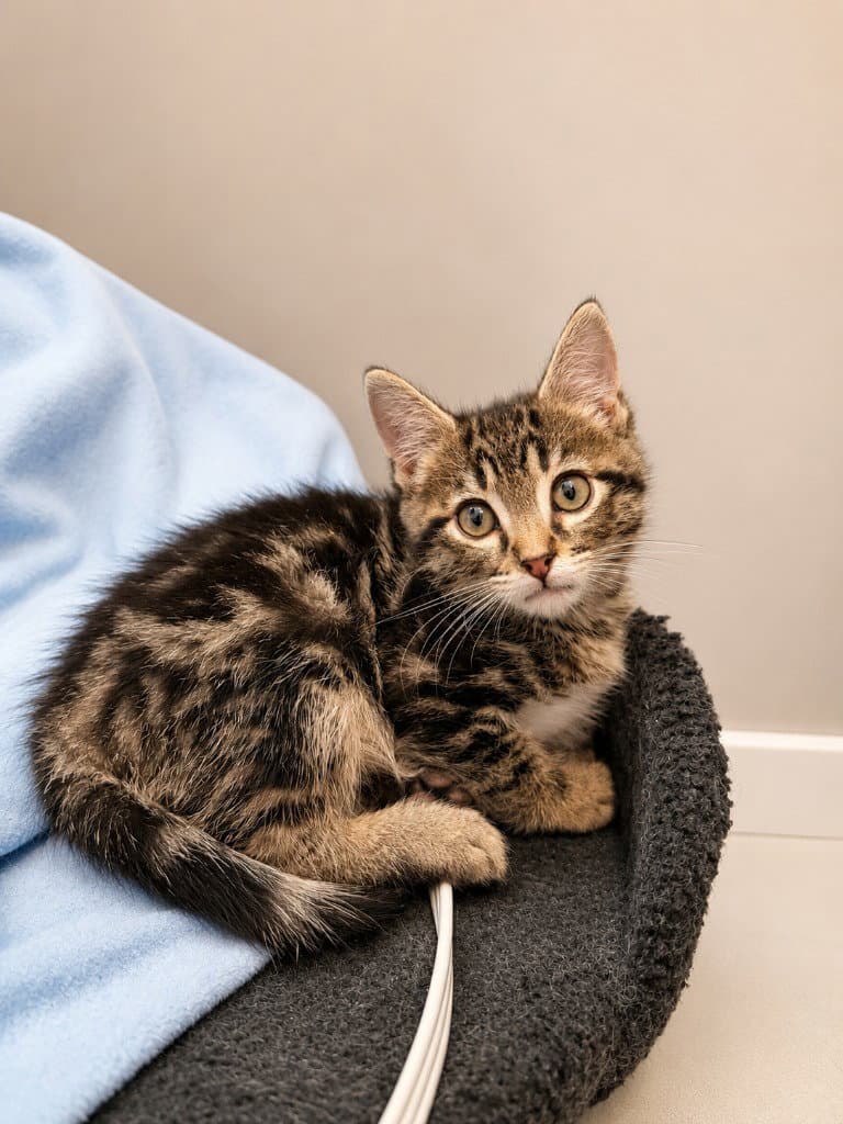 Mayor Tom - Domestic Short Hair