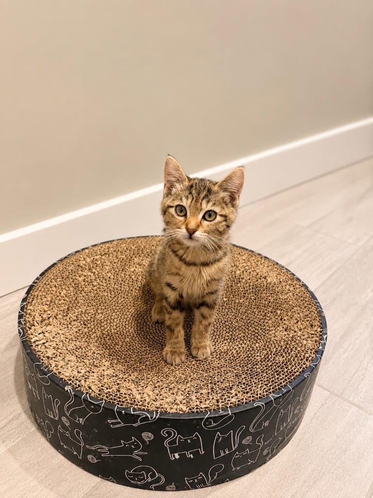 Patricia - Domestic Medium Hair