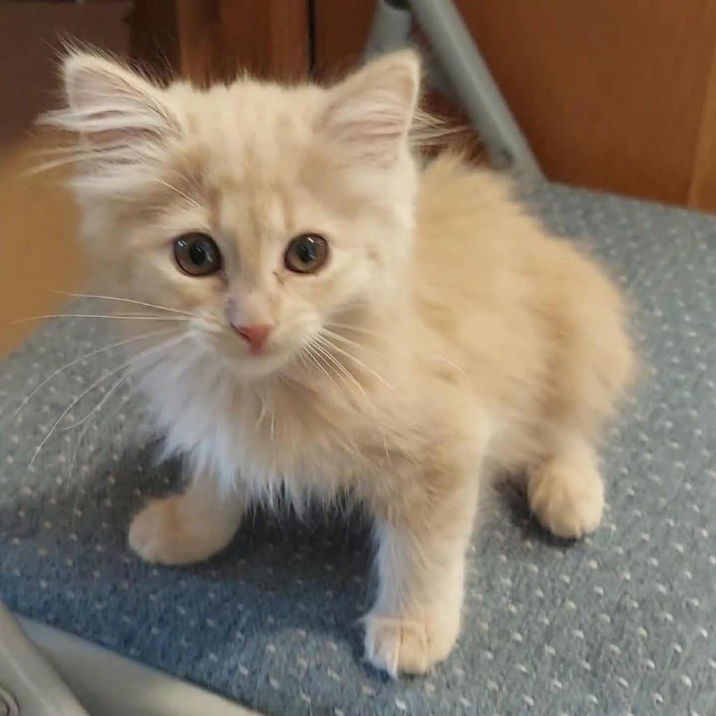 Sylvia - Domestic Long Hair