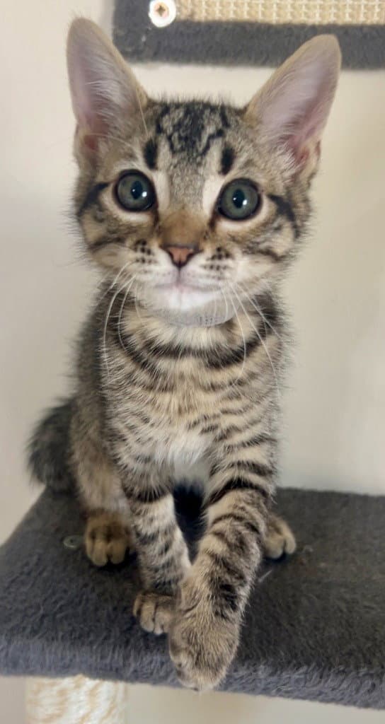 Tortellini - Domestic Short Hair