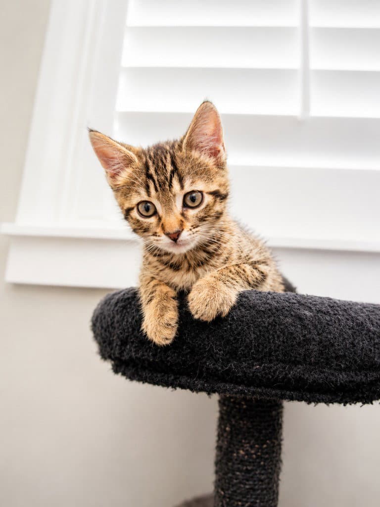 Wyck - Domestic Short Hair