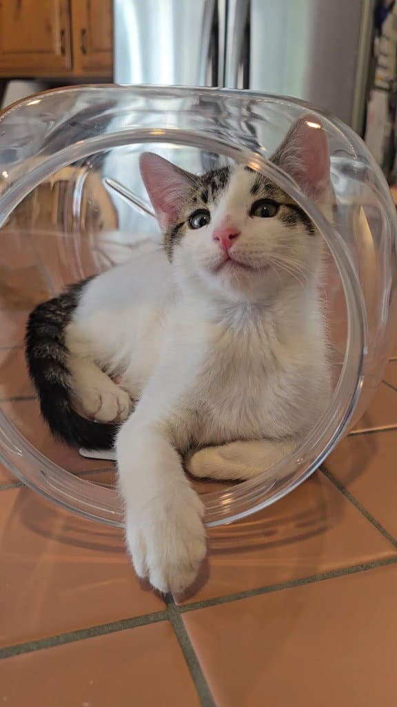 Yang - Domestic Short Hair
