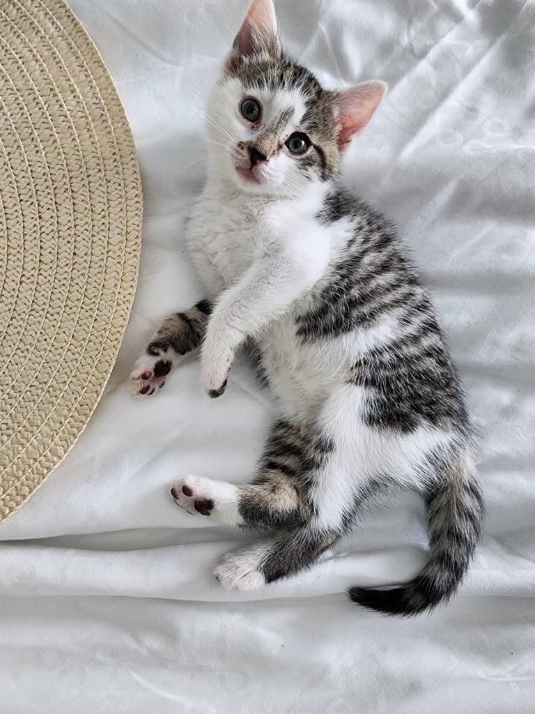 Yin - Domestic Short Hair