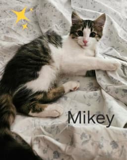Mikey image 1