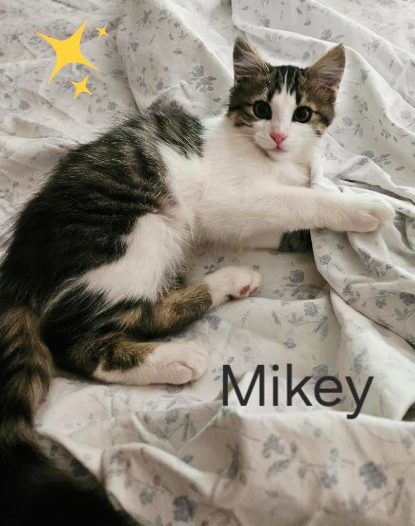 Mikey - Domestic Medium Hair