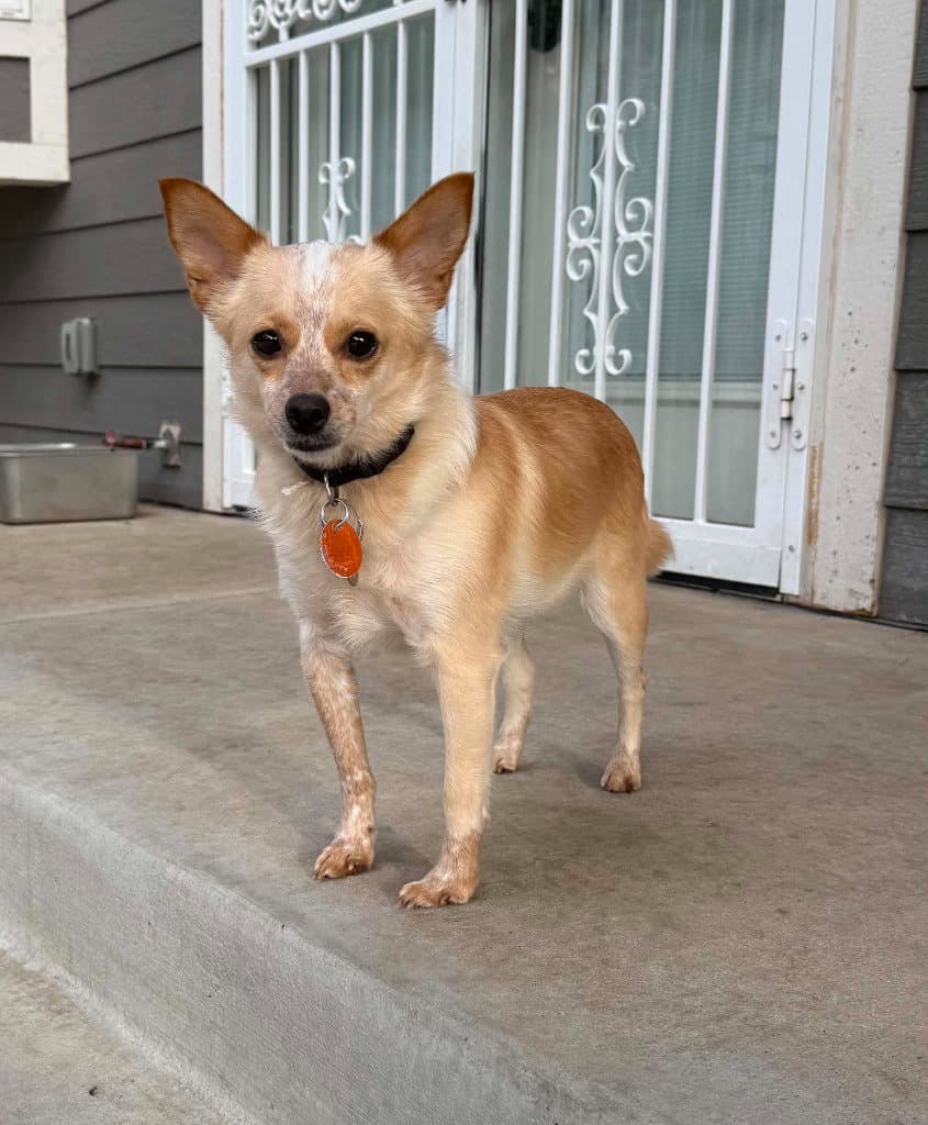 Finnegan - Chihuahua