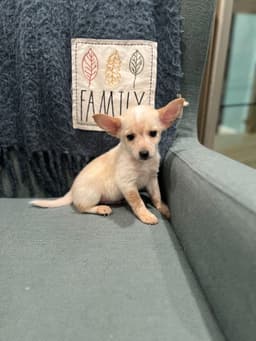 Finnegan image 4