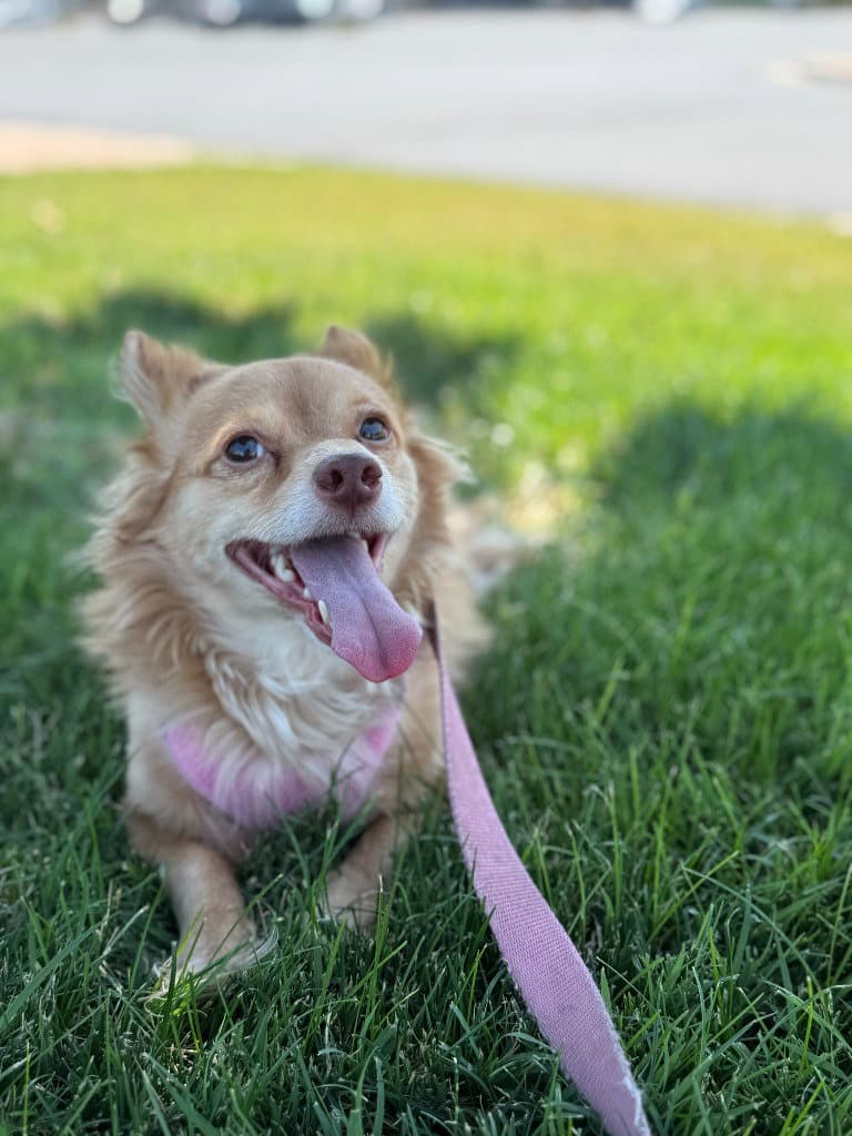 Kevin Bacon - Chihuahua