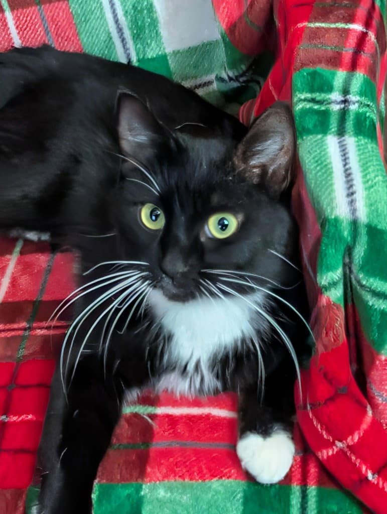 Hydra - Domestic Short Hair