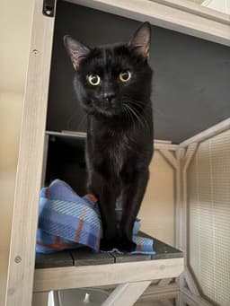 Nevel Furrbottom image 1