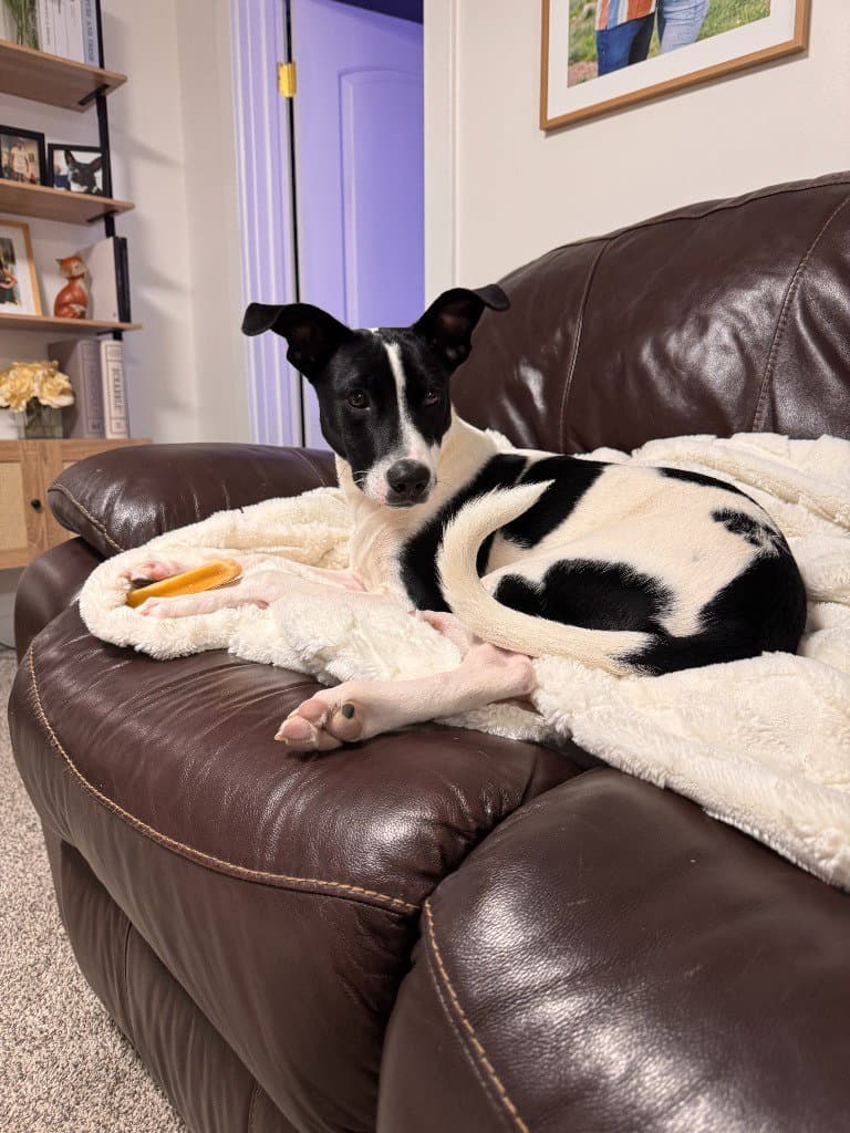 Domino - Cattle Dog