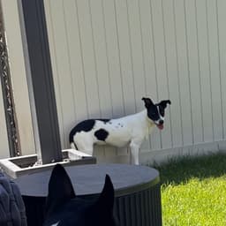 Domino image 3