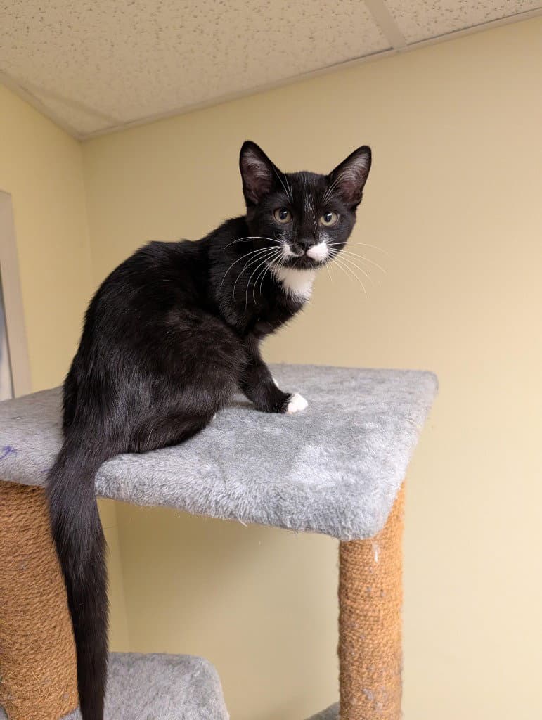 Katie - Domestic Short Hair