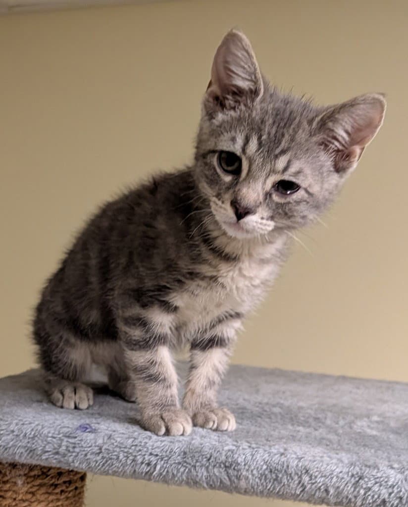 Kyle - Domestic Short Hair