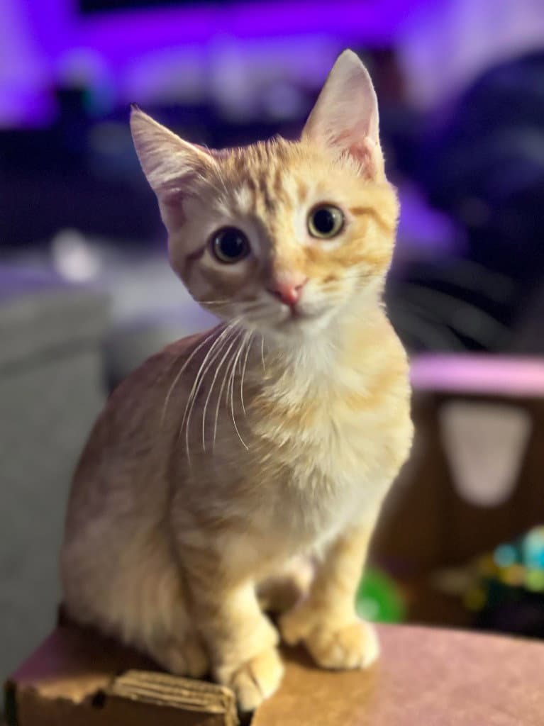 Sunny - Domestic Short Hair