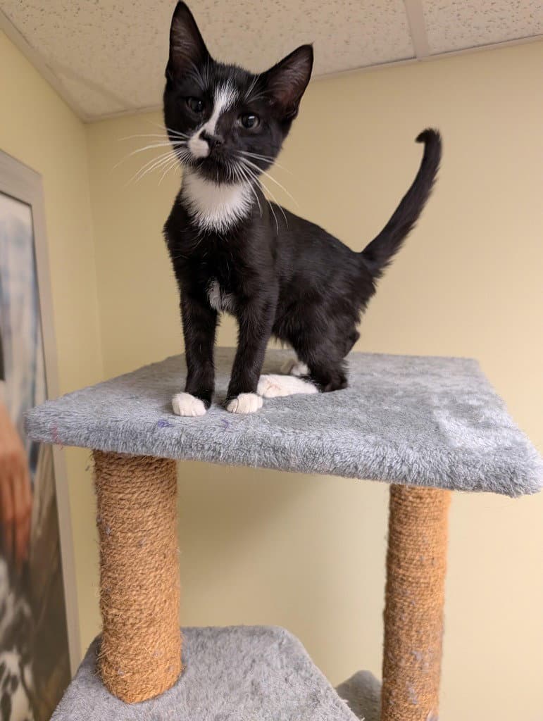 Zorro - Domestic Short Hair