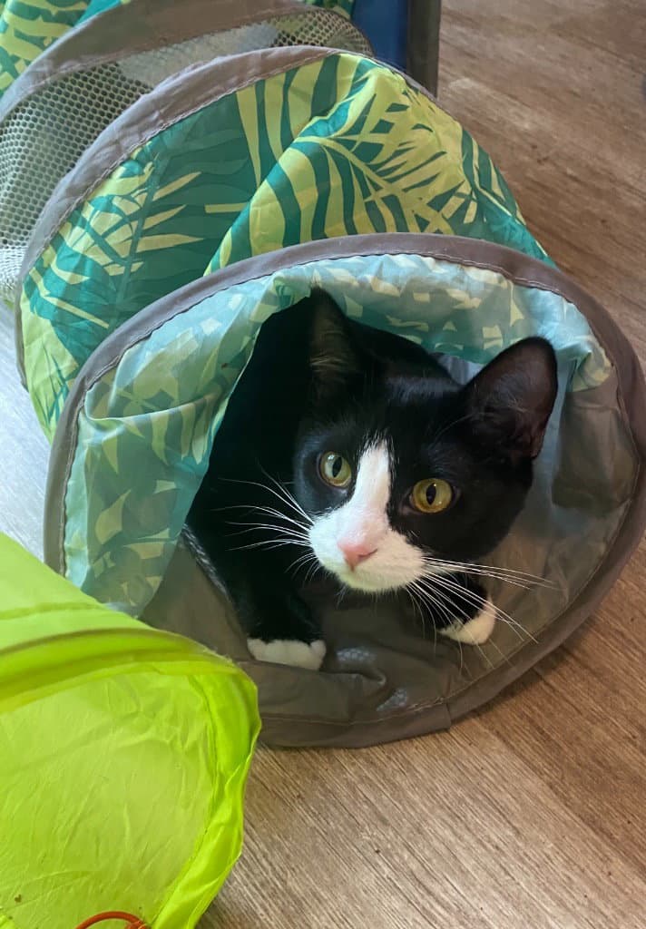 Bernadette - Domestic Short Hair