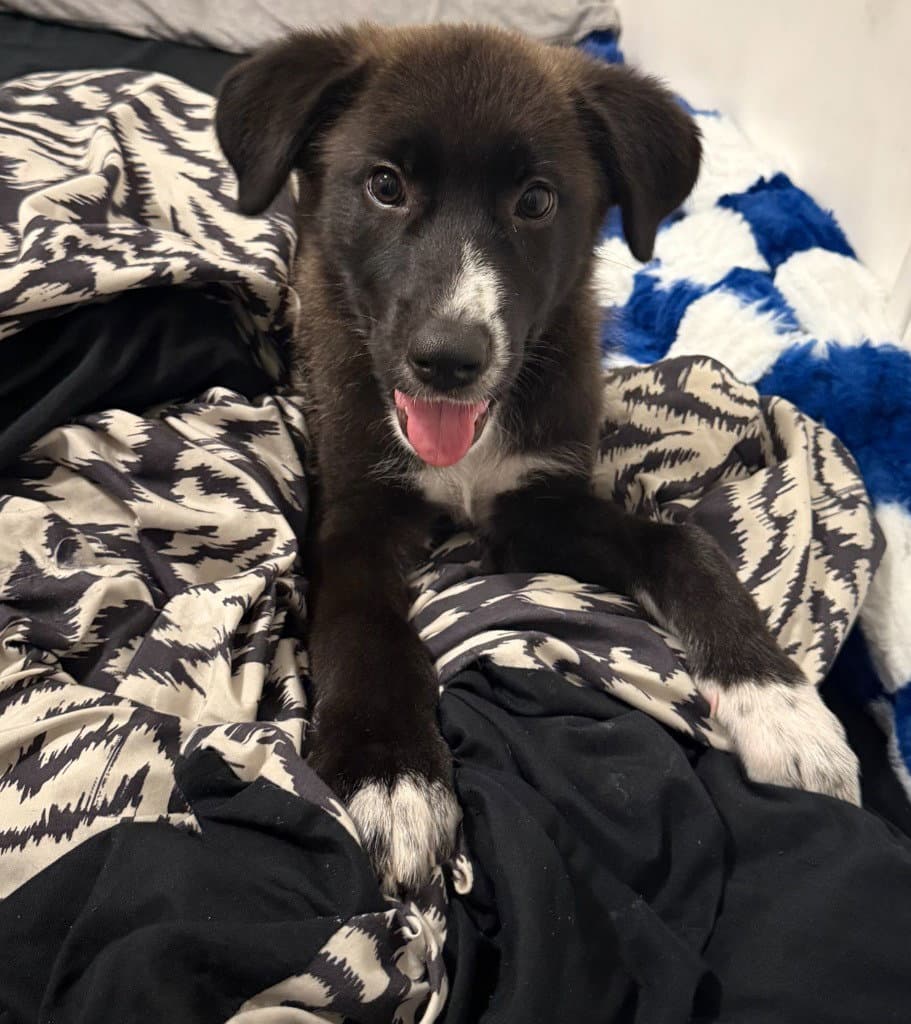 Luna - Border Collie