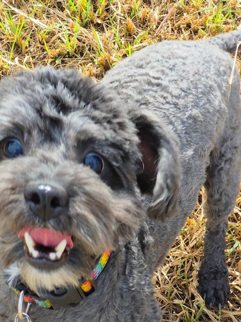 Fillmore - Poodle (unknown type)