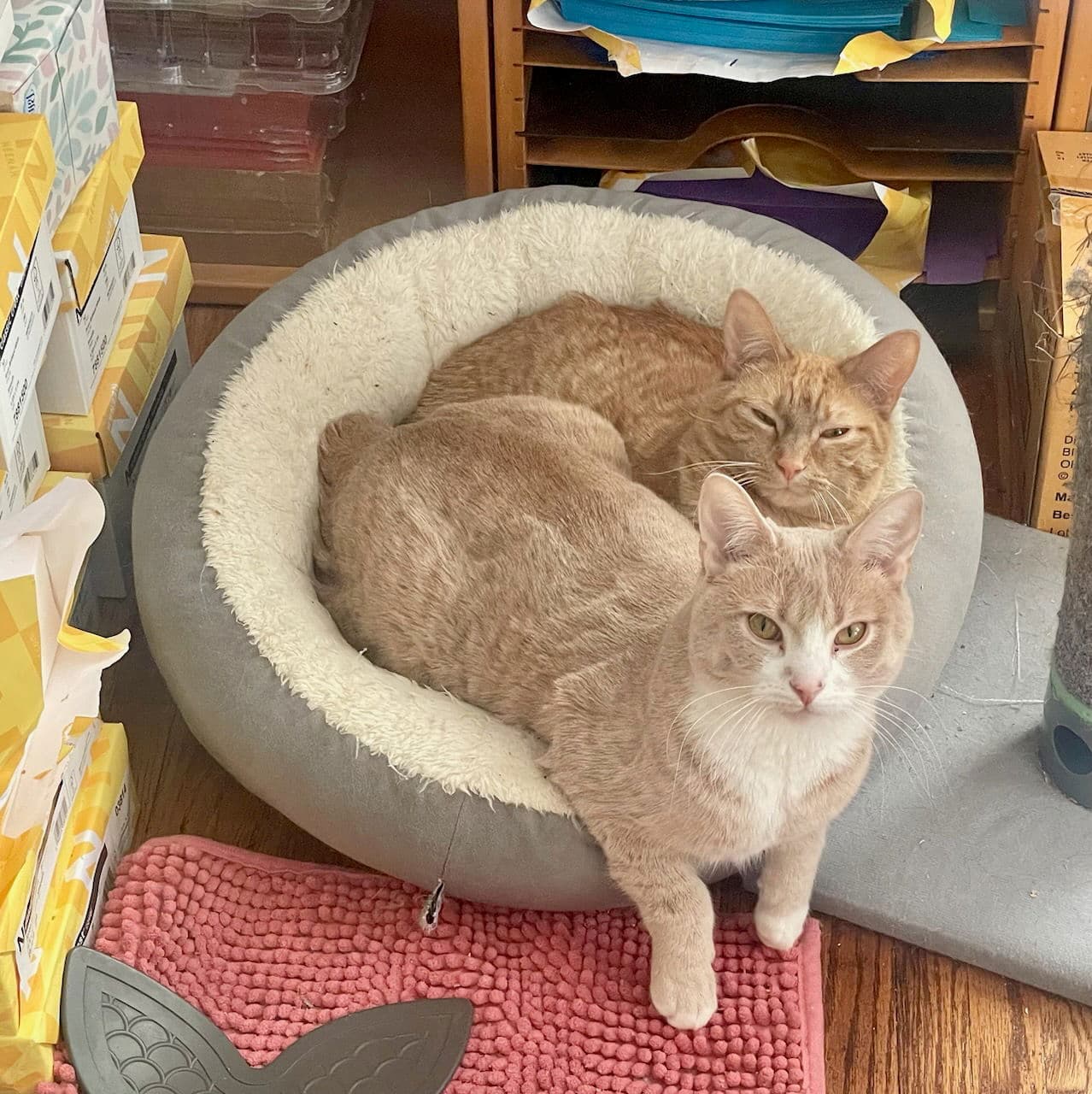Kramer  George - Domestic Short Hair