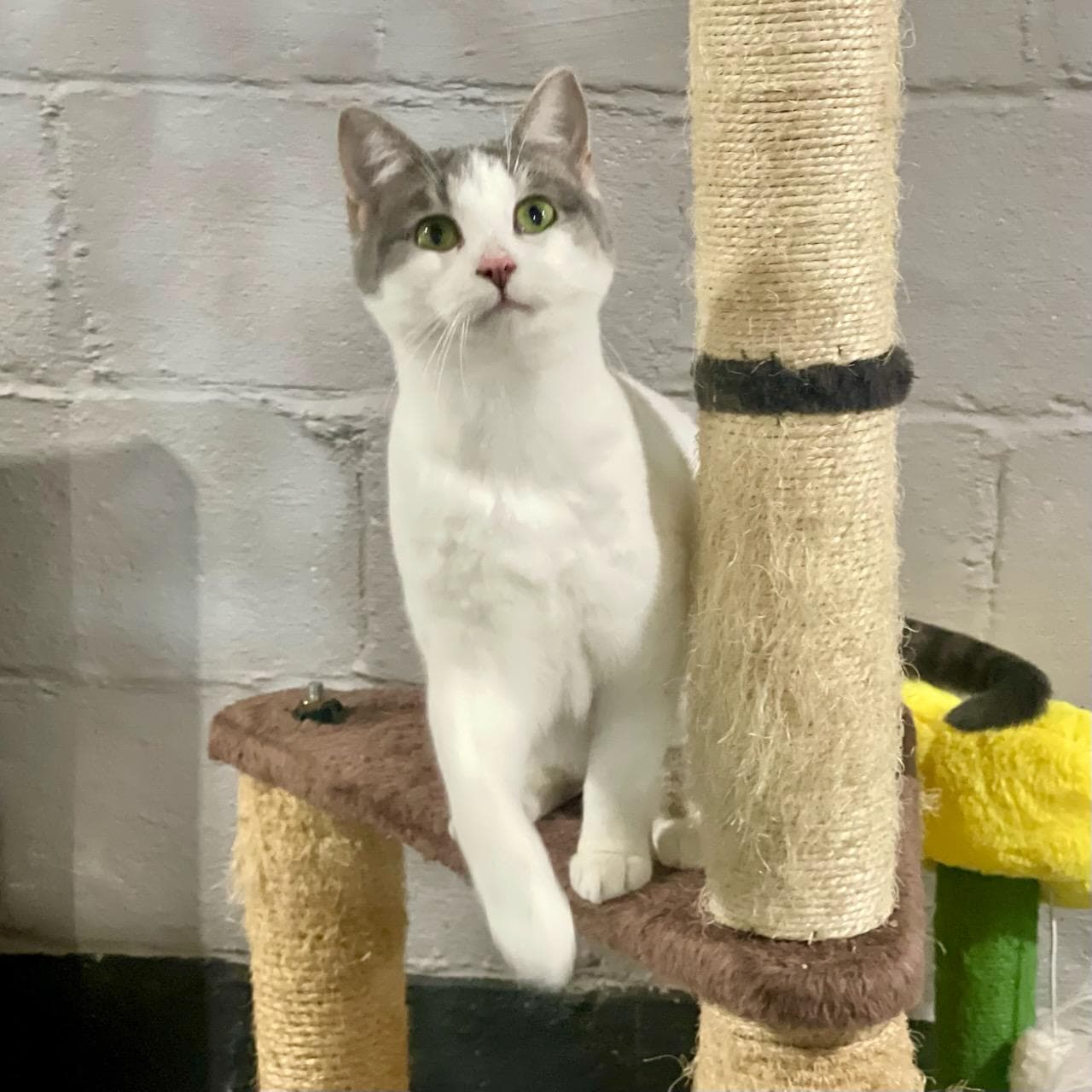 Dahlia - Domestic Short Hair