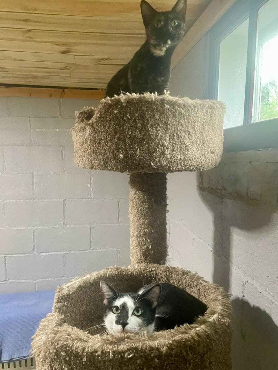 Nola  Maggie - Domestic Short Hair