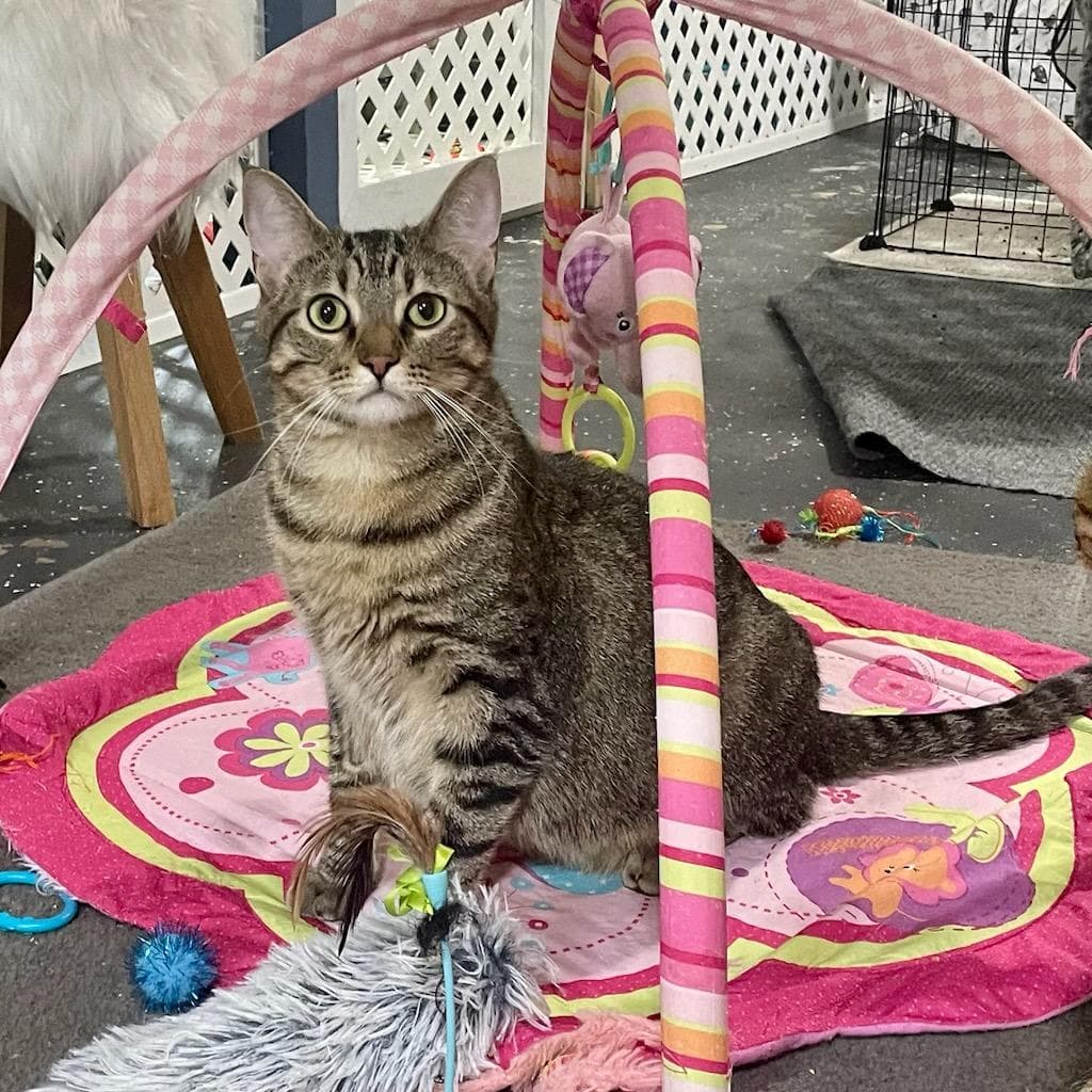 Toffee - Tabby