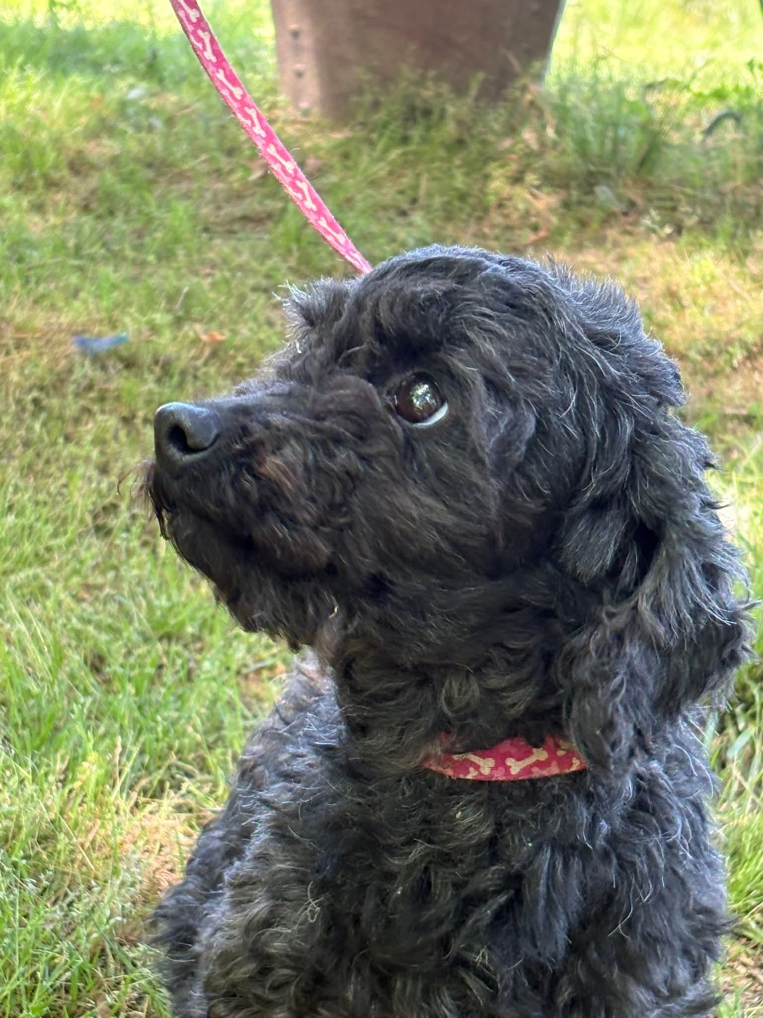 Queenie Lbs - Poodle (Miniature)
