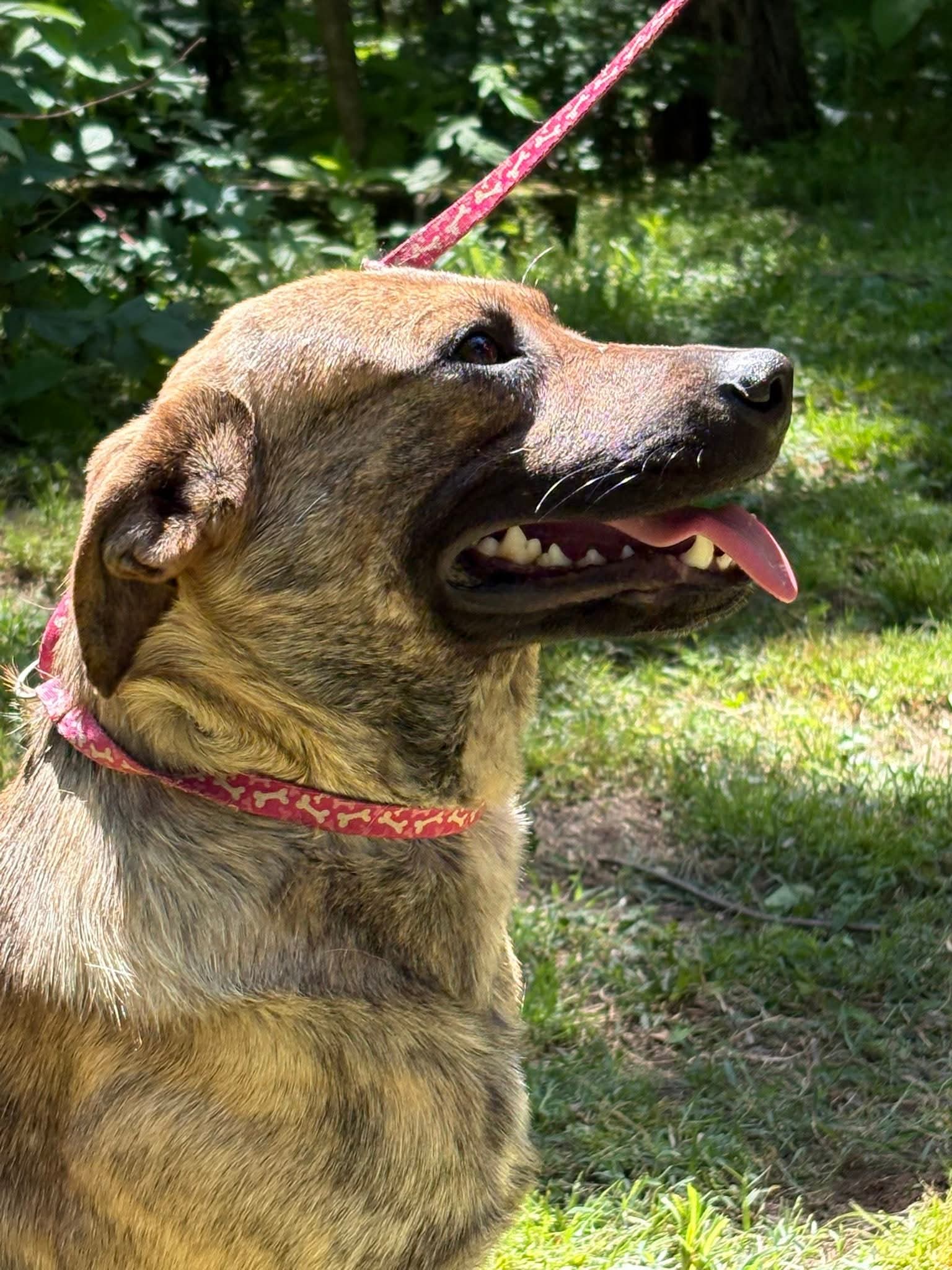 Edison- Perfect Gentleman - Mountain Cur