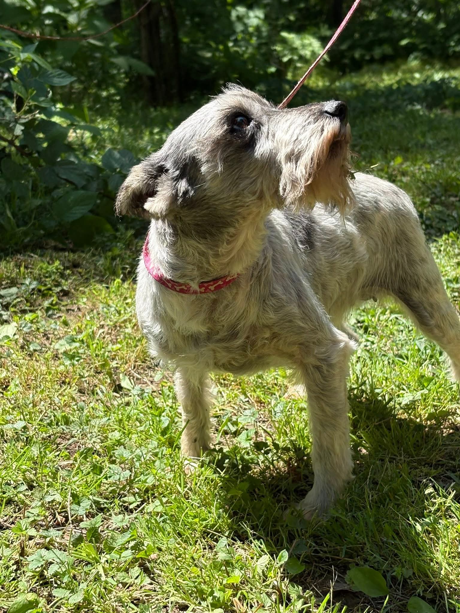 Cynthia - Schnauzer