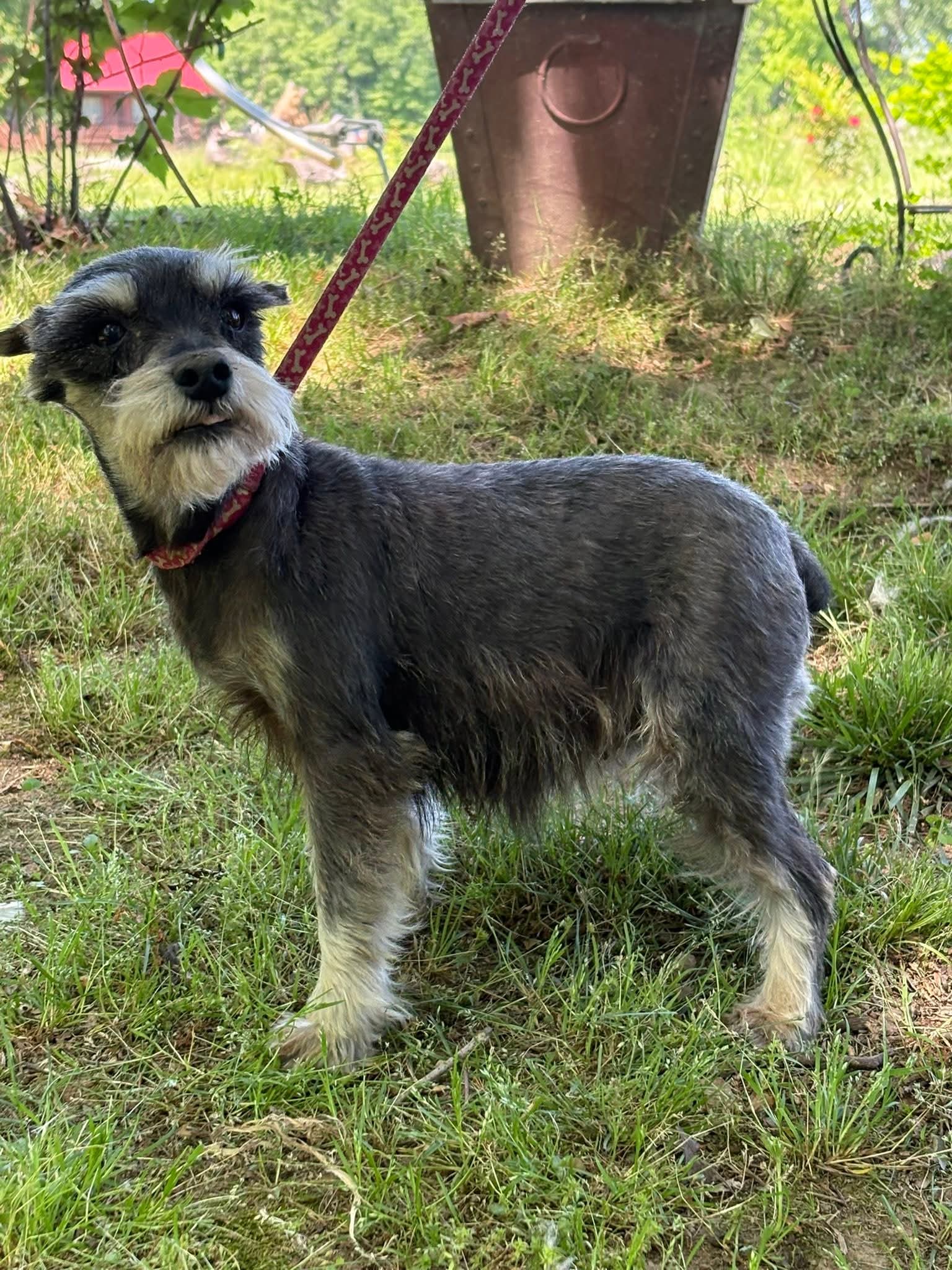 Violet Mini Lbs - Schnauzer