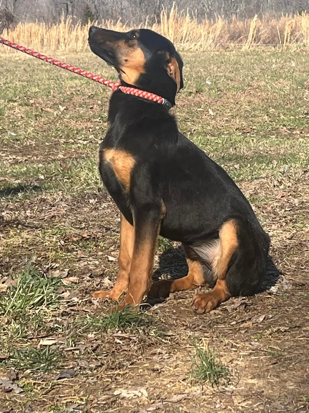 Anya - Doberman Pinscher