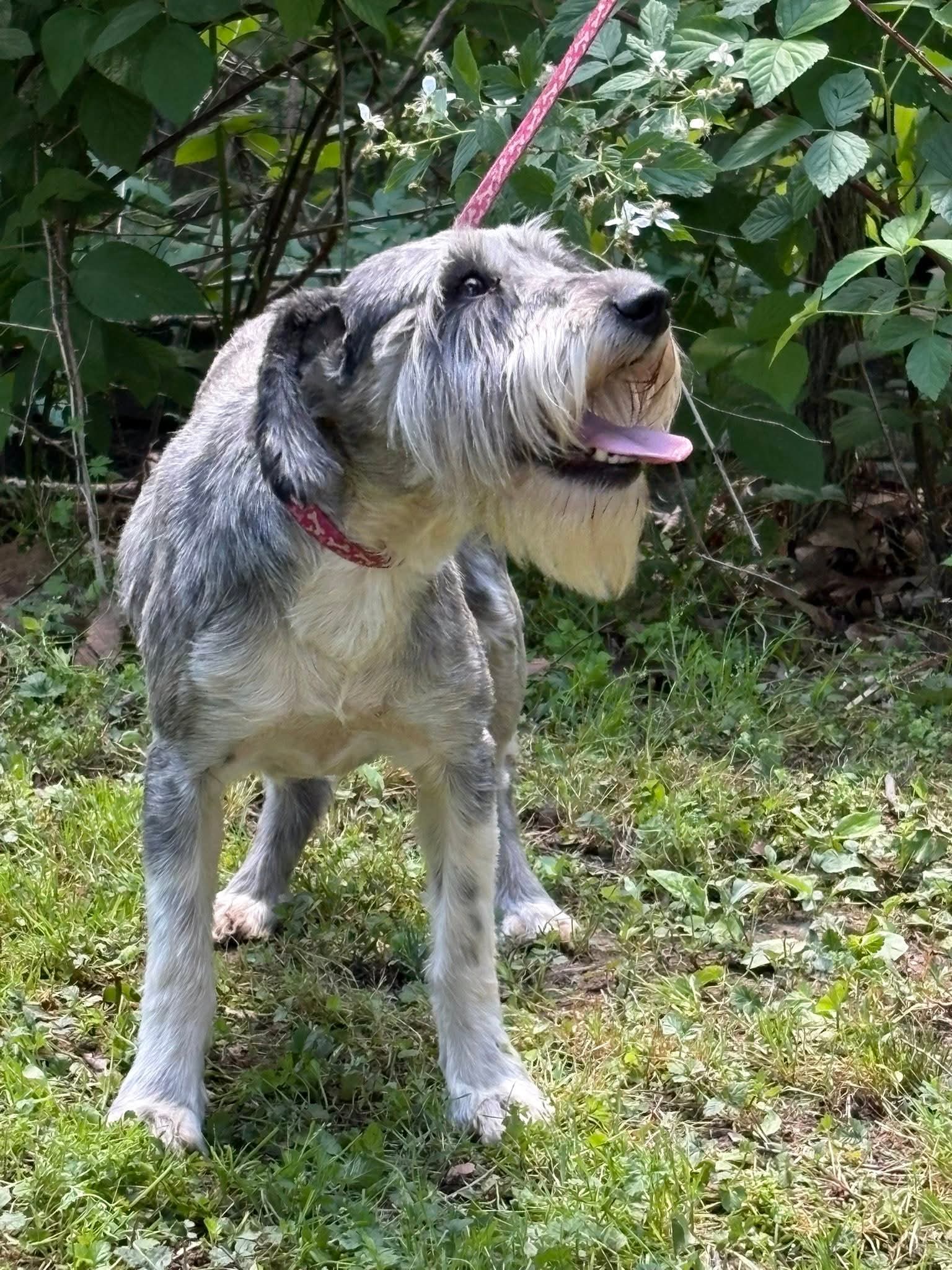 Karlie - Schnauzer