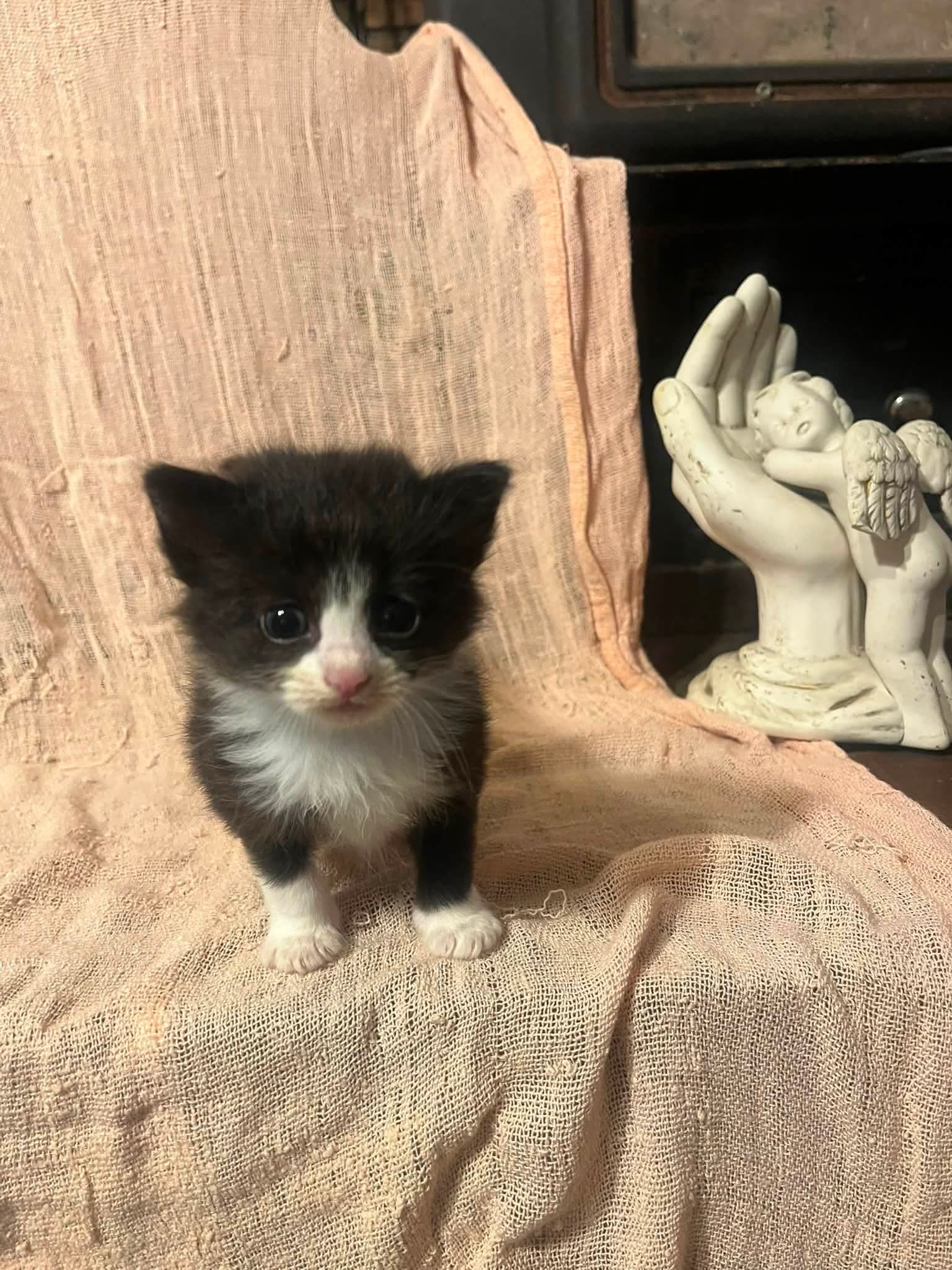Ava L - Siamese