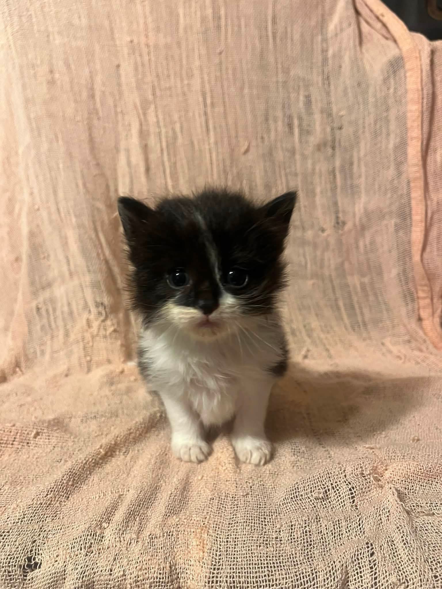 Aztec L - Siamese