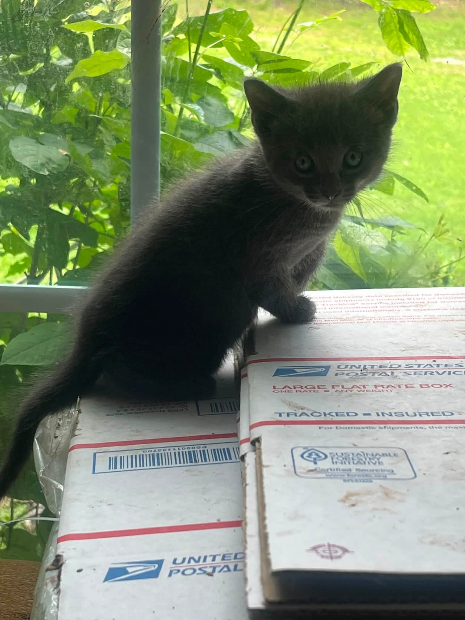 Amelia L - Siamese