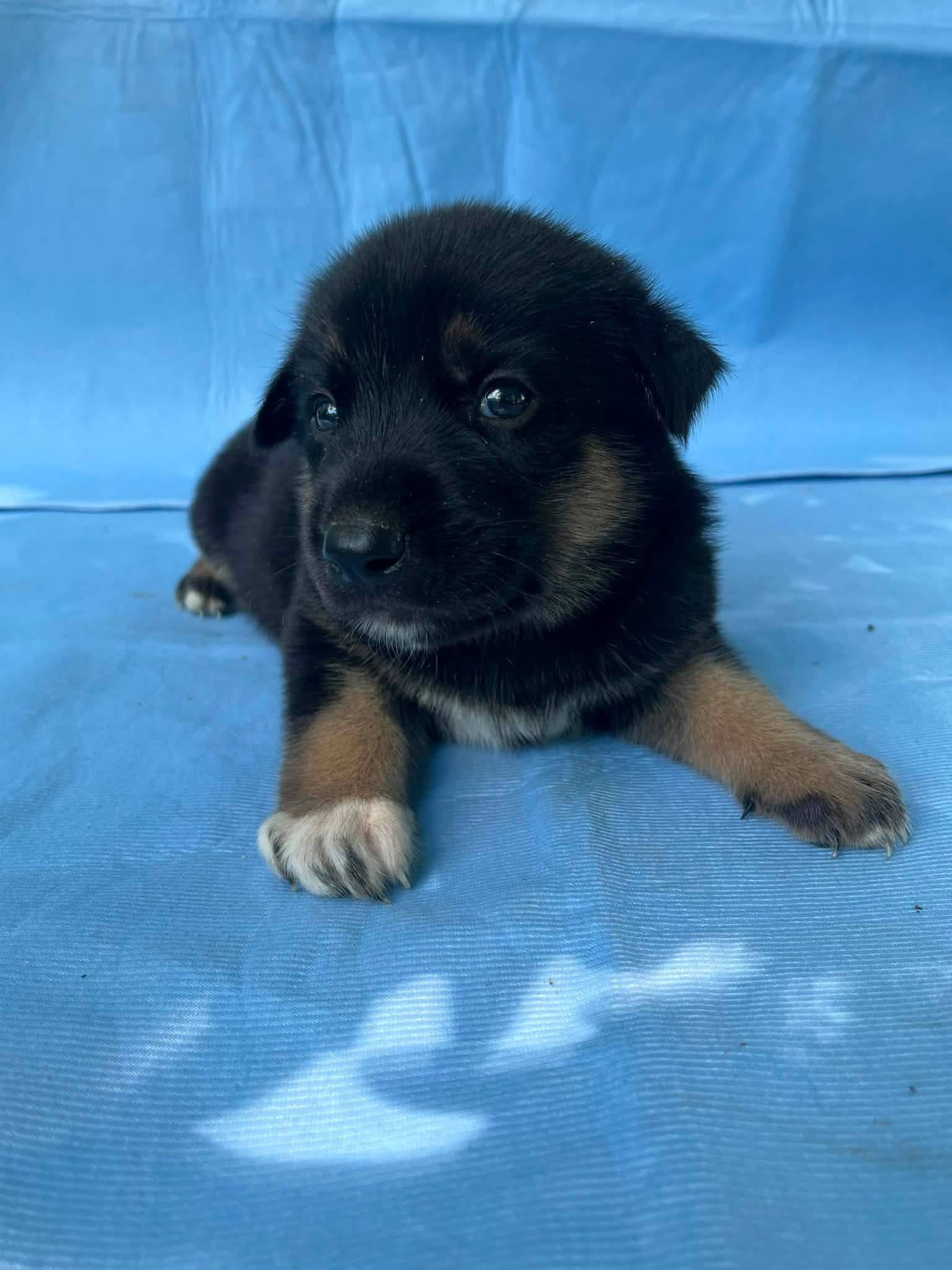 Buster - German Shepherd Dog