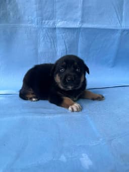 Buster image 2