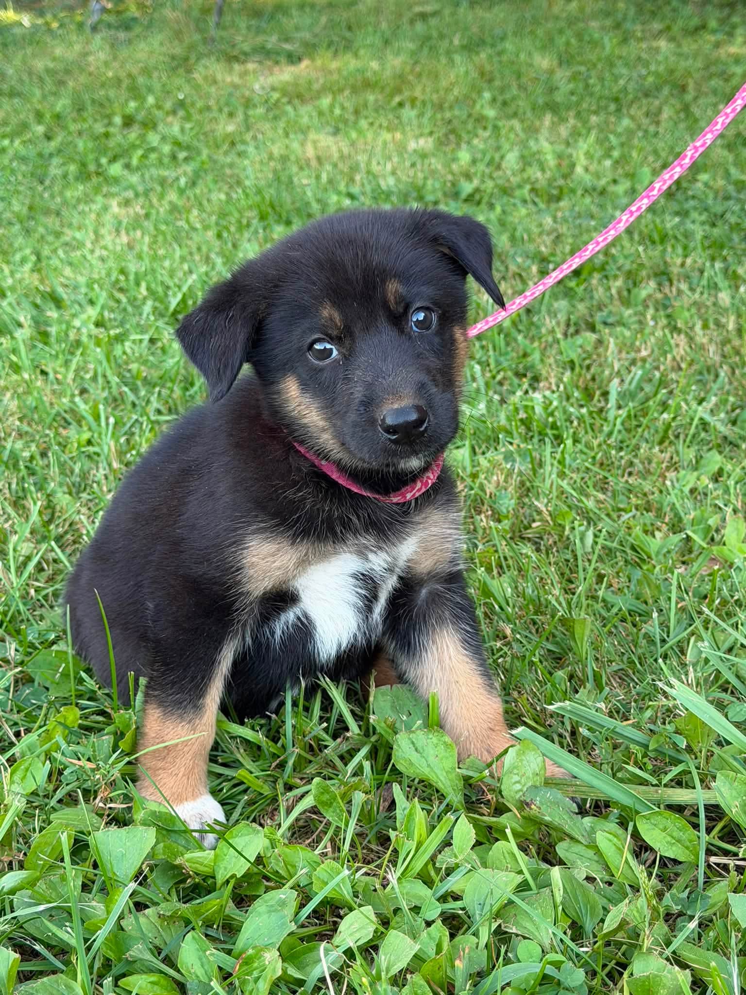 Buster - German Shepherd Dog