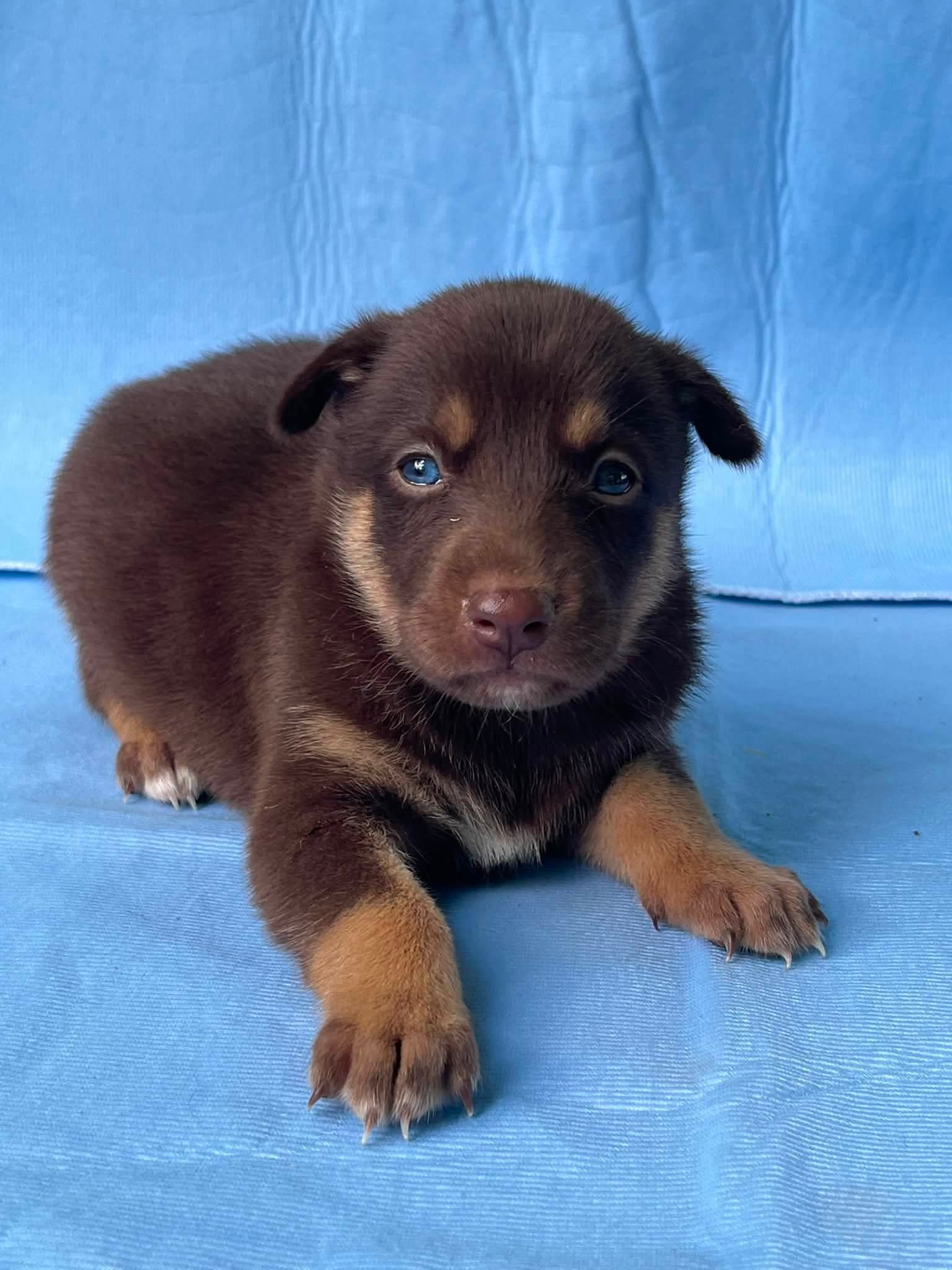 Ballie - German Shepherd Dog