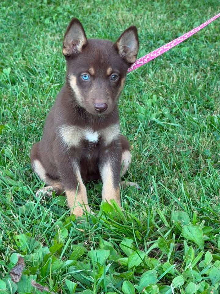 Ballie - German Shepherd Dog