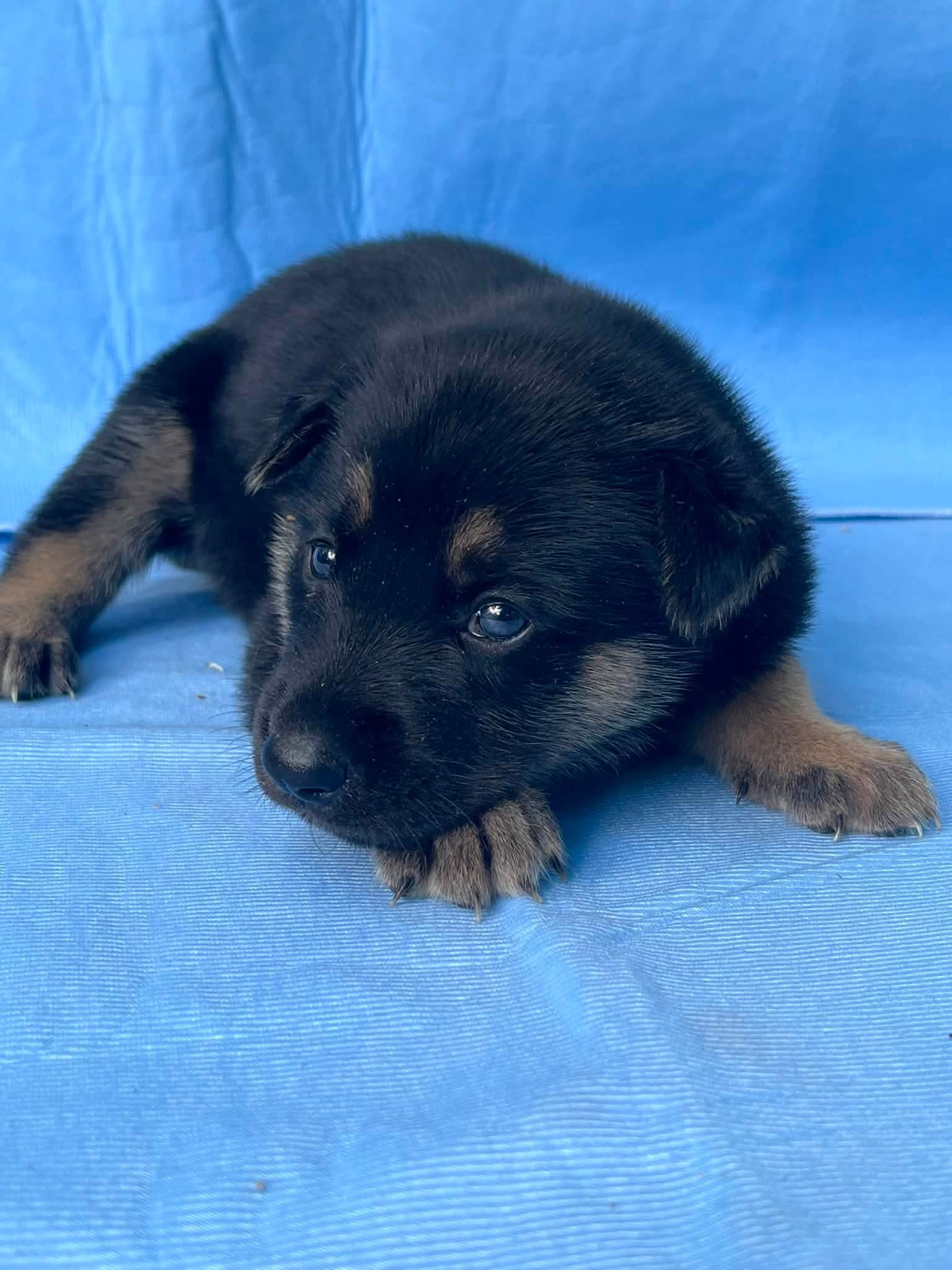 Blessing - German Shepherd Dog