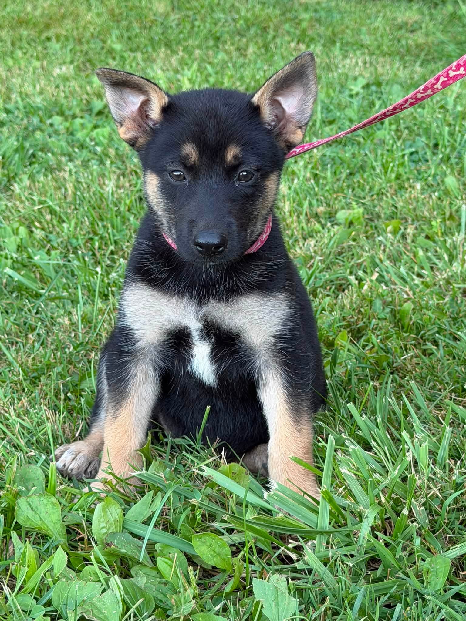 Blessing - German Shepherd Dog