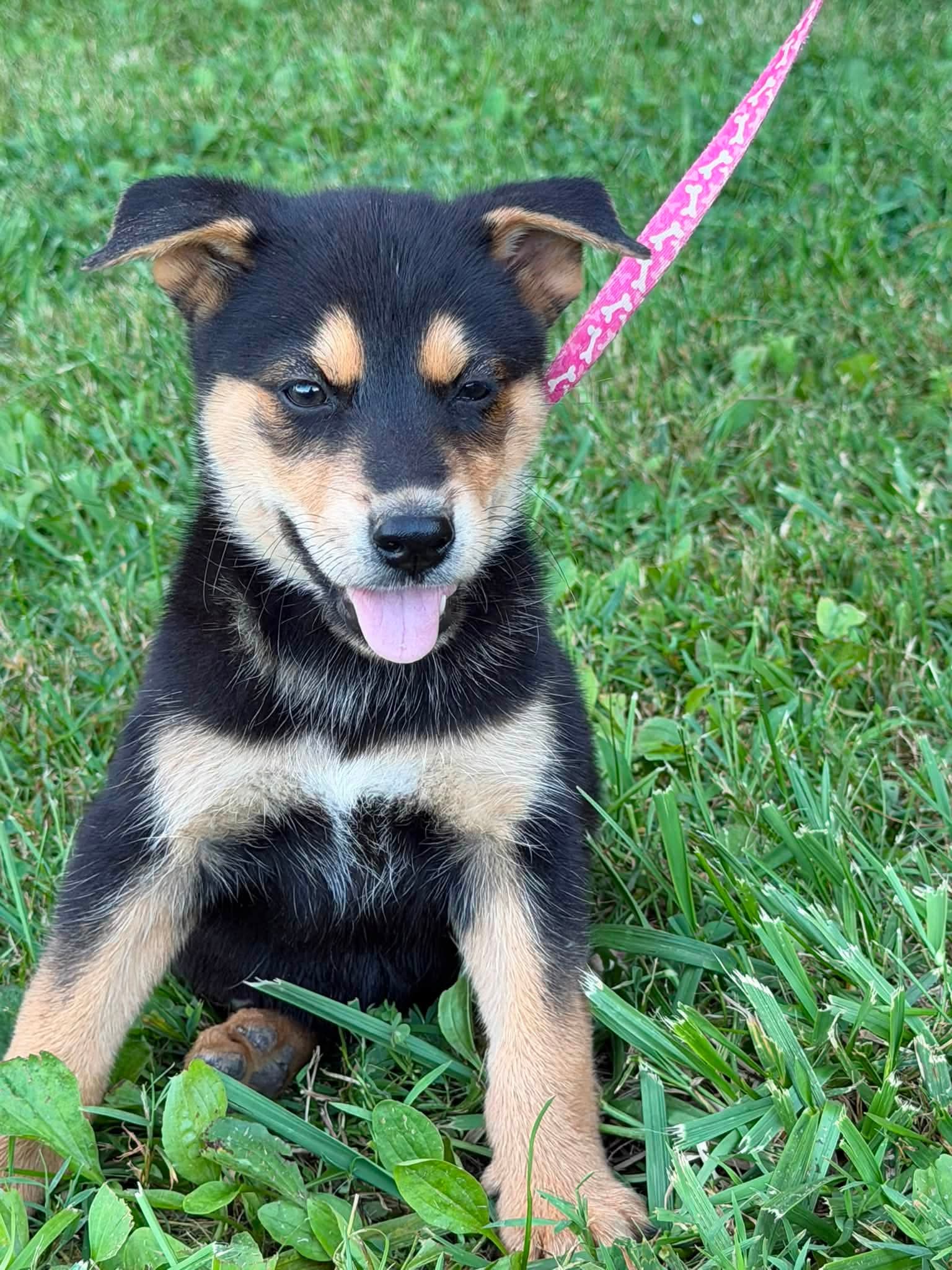 Blossom - German Shepherd Dog