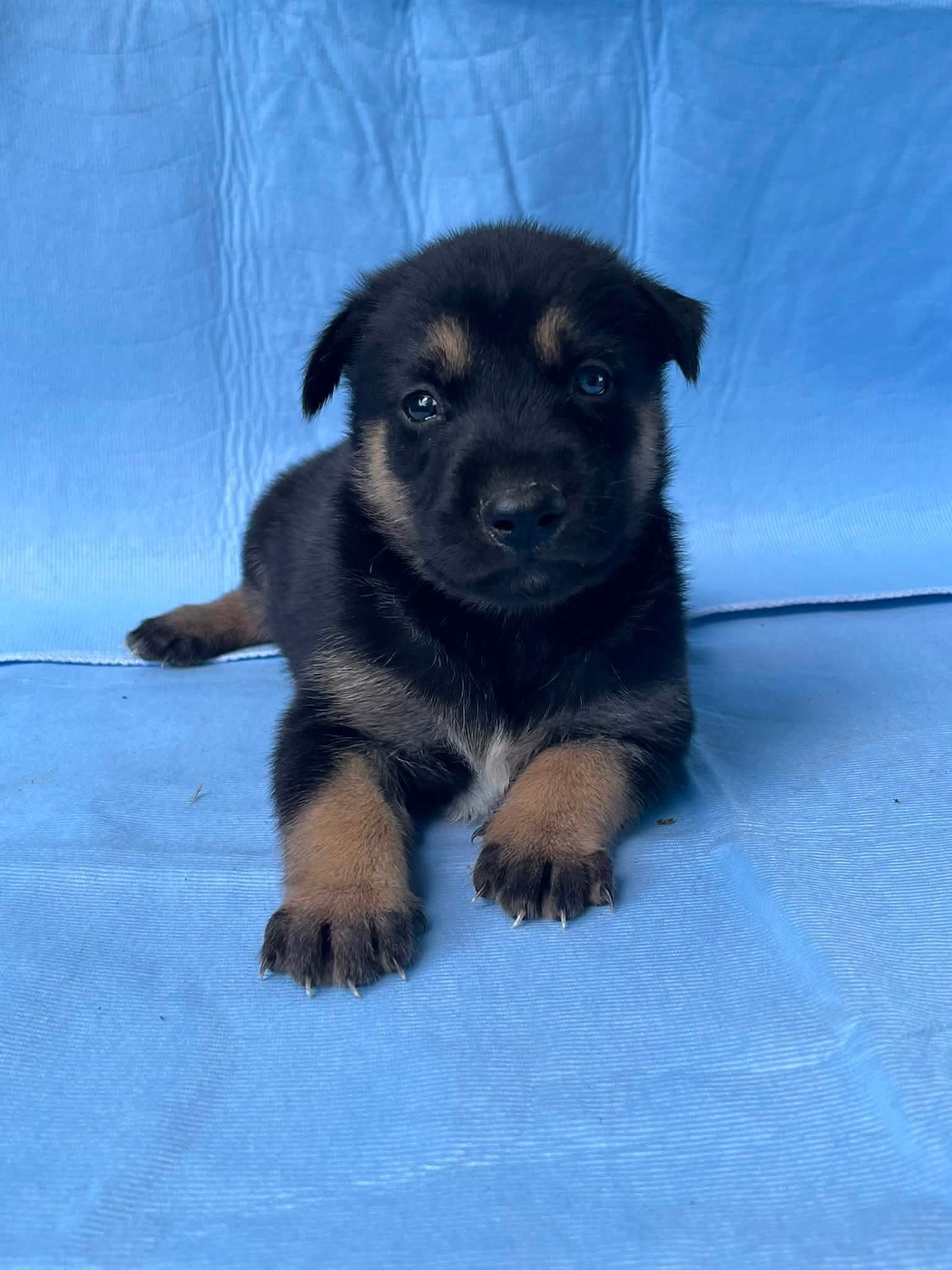 Bear - German Shepherd Dog