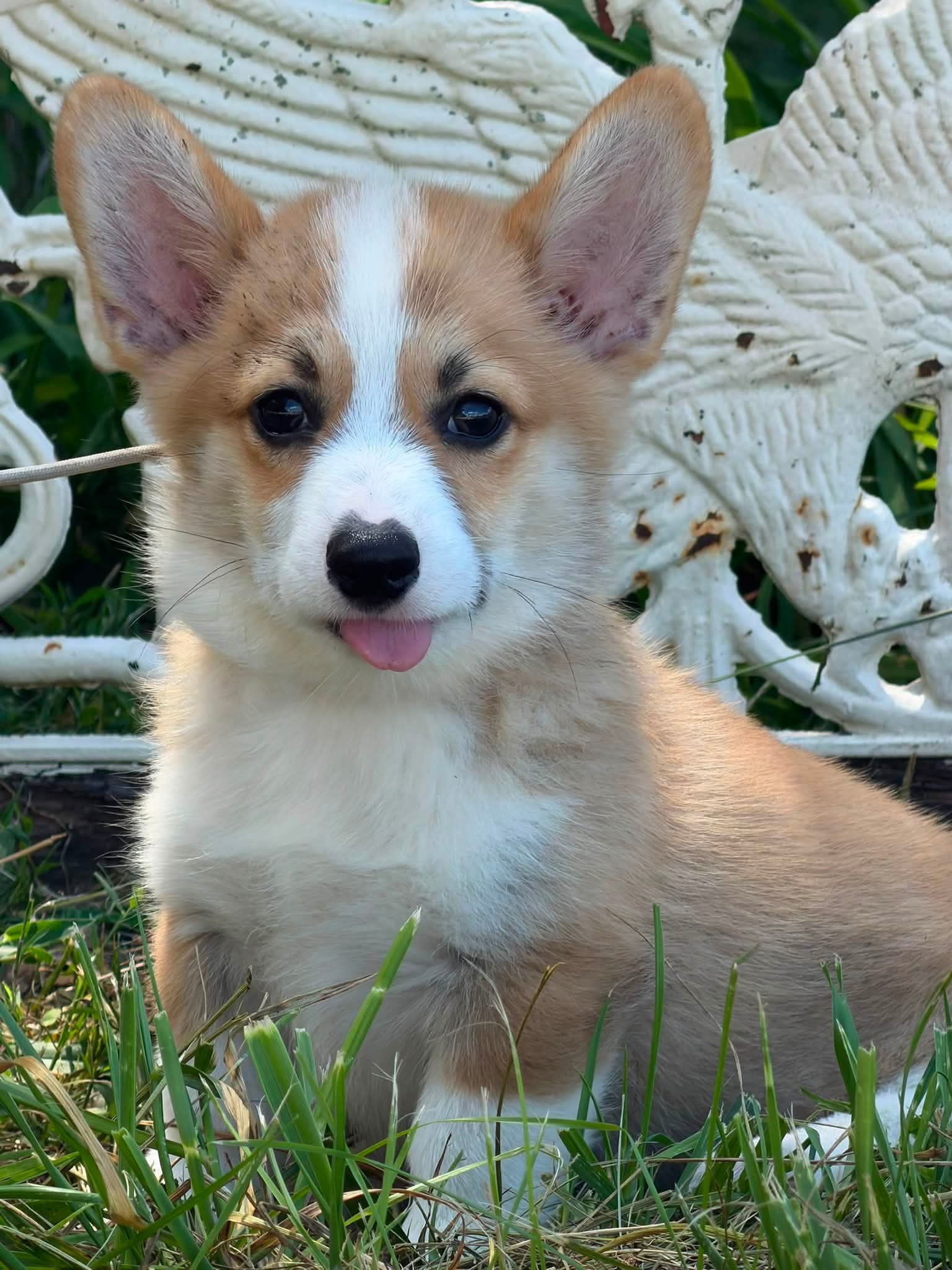 Abigail - Corgi