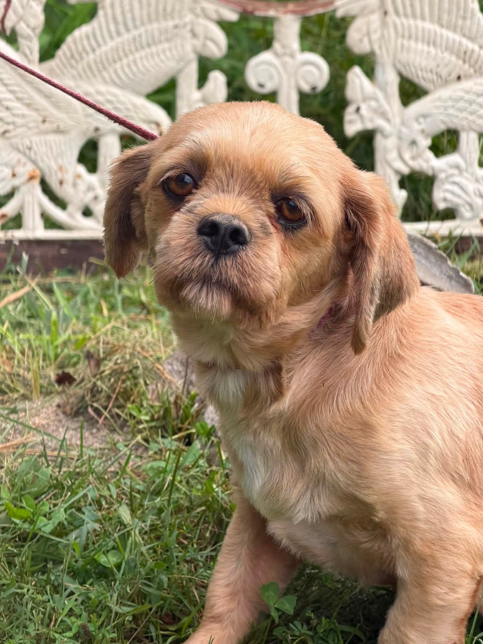 Cinder - Shih Tzu